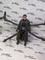 Hasbro Marvel Legends Series Dr. Octopus